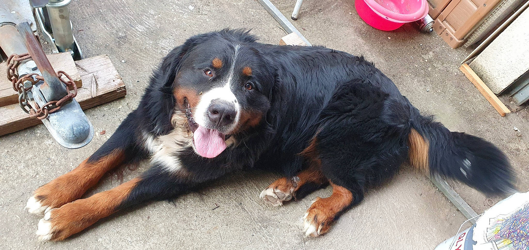 Lulu a rejoint le concours — aidez-le/la à gagner de superbes lots ! bernese_mountain_dog, canidae, carnivore, companion_dog, dog, dog_breed, fur, hunting_dog, sharing, snout, sporting_group, terrestrial_animal, working_dog