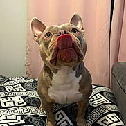 Tiko joined the competition — help win amazing prizes! dog, pet, indoor, bed, blanket, curtain, tongue_out, brown_dog, white_chest, cute, animal, mammal, ears_up, looking_up, furniture, cozy, expression, front_legs, snout, close_up