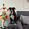 dog, black_and_white, indoor, couch, sculpture, statue, modern_art, floor_tiles, pillow, gray_couch, pet, animal, home_decor, living_room, seated, looking_at_camera, colorful, abstract, artwork, furniture