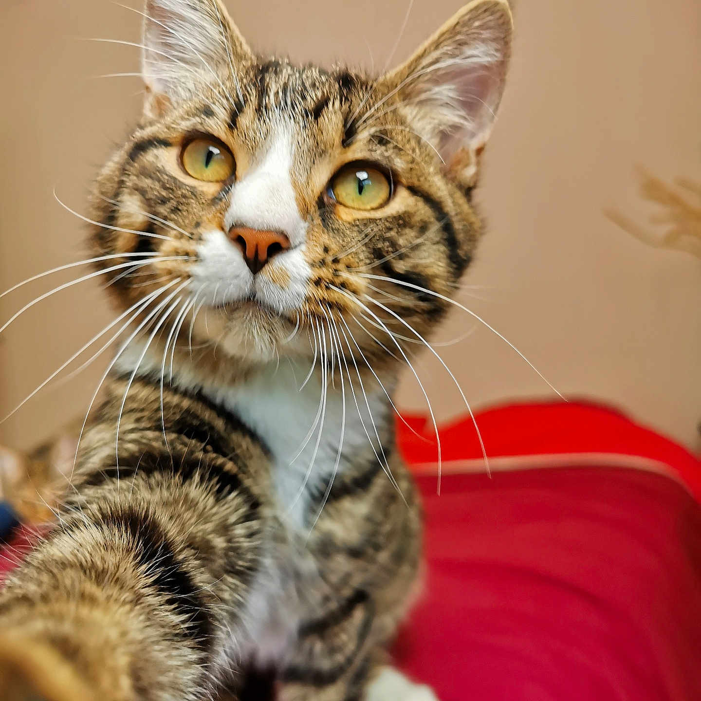 Swing participe au concours pour gagner de l'argent avec cette photo : abyssinian, animal, cat, couch, furniture, kitten, manx, pet