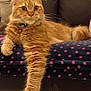 animal, blanket, cat, comfort, couch, cozy, domestic, feline, fur, ginger_cat, home, indoor, long_hair, mammal, orange_fur, paw, pet, relaxed, resting, whiskers