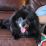 Bear is registered to the contest to win money with this photo: dog, black_dog, pet, canine, tongue_out, happy, couch, leather, indoor, furniture, blanket, cozy, home, relaxed, animal, muzzle, fur, sitting, companion, domestic