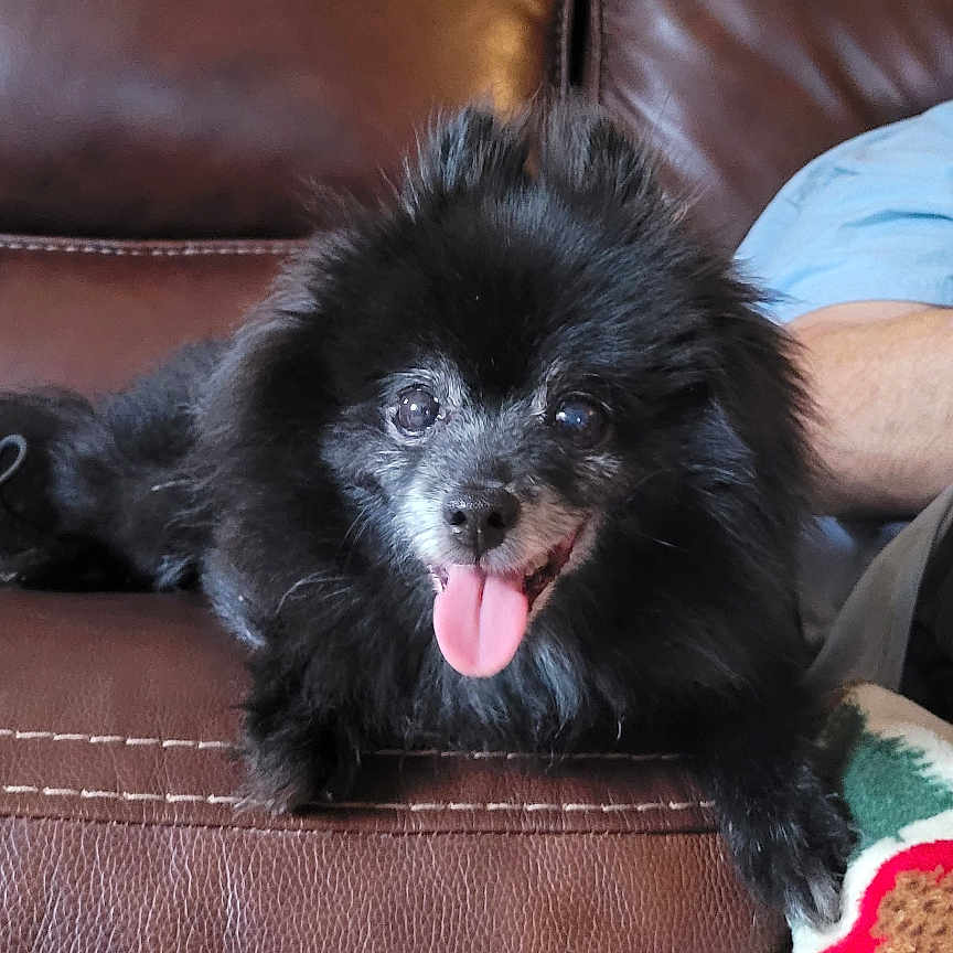 Bear is registered to the contest to win money with this photo: animal, black_dog, blanket, canine, companion, couch, cozy, dog, domestic, fur, furniture, happy, home, indoor, leather, muzzle, pet, relaxed, sitting, tongue_out