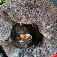 Nalla participe au concours pour gagner de l'argent avec cette photo : dog_breed, fur, snout