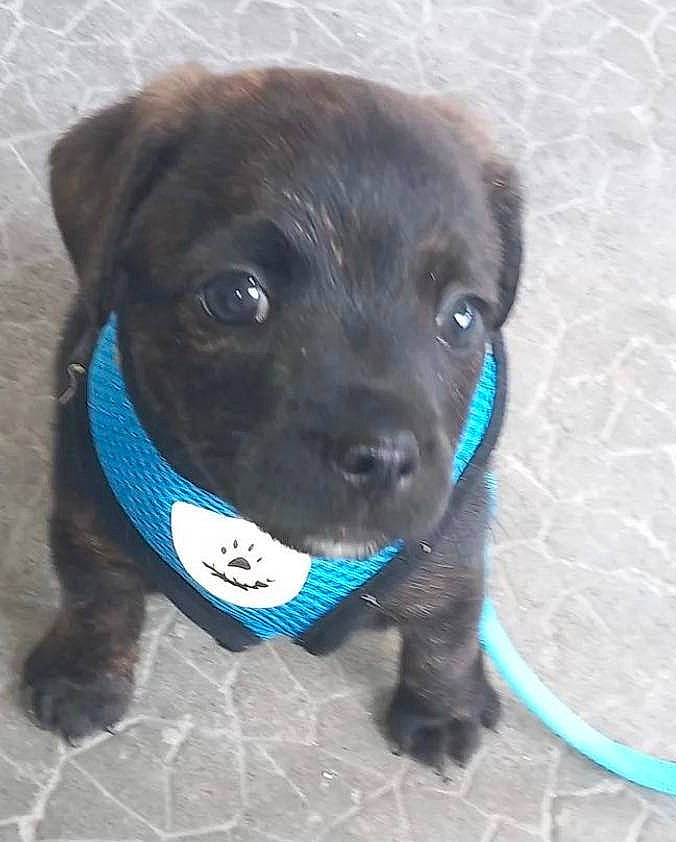 Bob participe au concours pour gagner de l'argent avec cette photo : borador, canidae, carnivore, collar, companion_dog, dog, dog_breed, dog_collar, dog_supply, electric_blue, fur, gun_dog, leash, liver, pet_supply, retriever, snout, sporting_group, whiskers, working_animal