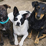 Bob a rejoint le concours — aidez-le/la à gagner de superbes lots ! animal, black_and_tan, brindle, canine, collar, companion, cute, dog, ears, friendly, fur, ground, looking_at_camera, nose, outdoor, paw, pet, sitting, three_dogs, white_and_black