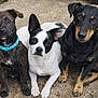 animal, black_and_tan, brindle, canine, collar, companion, cute, dog, ears, friendly, fur, ground, looking_at_camera, nose, outdoor, paw, pet, sitting, three_dogs, white_and_black