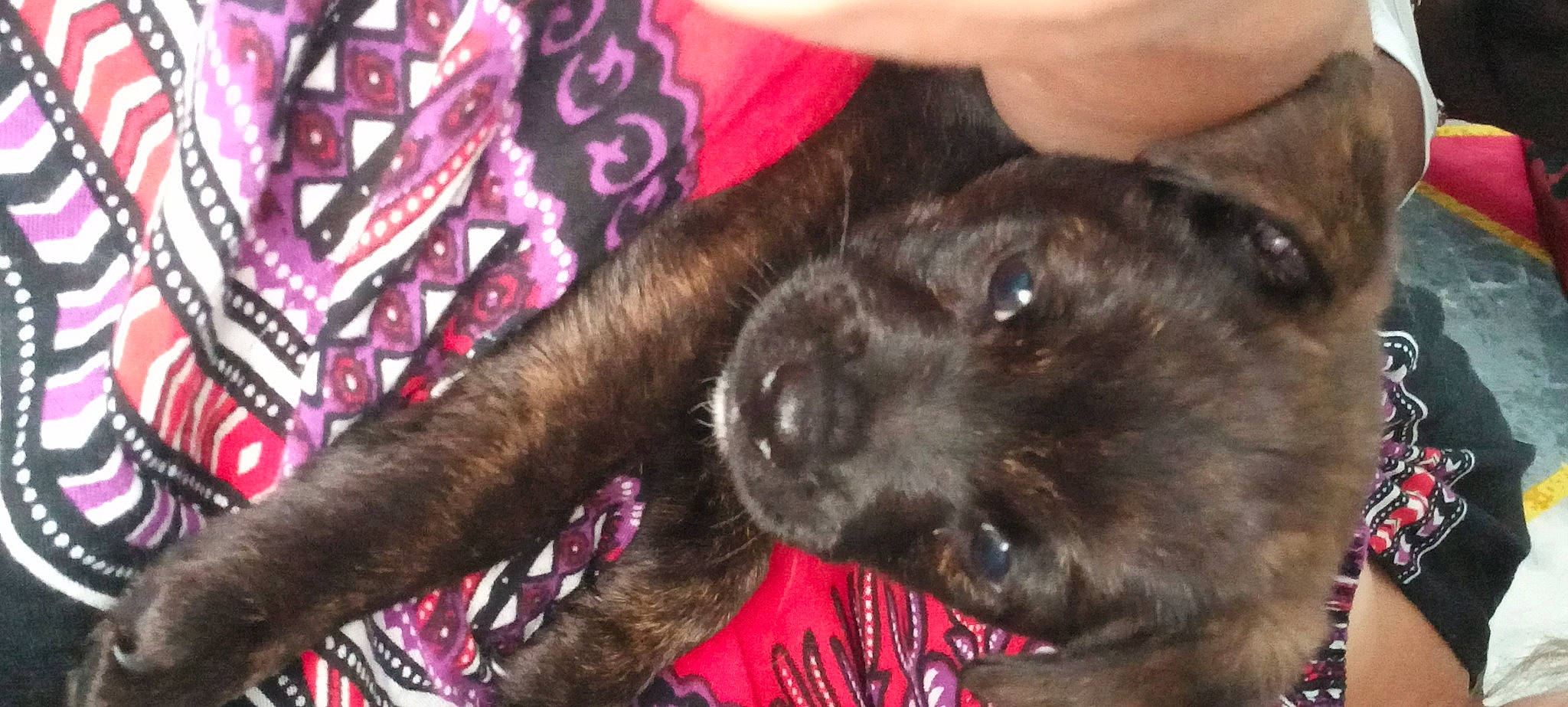 Bob participe au concours pour gagner de l'argent avec cette photo : carnivore, claw, companion_dog, dog, dog_breed, felidae, foot, fur, gesture, guard_dog, human_leg, liver, magenta, nail, paw, sporting_group, tail, whiskers, working_animal