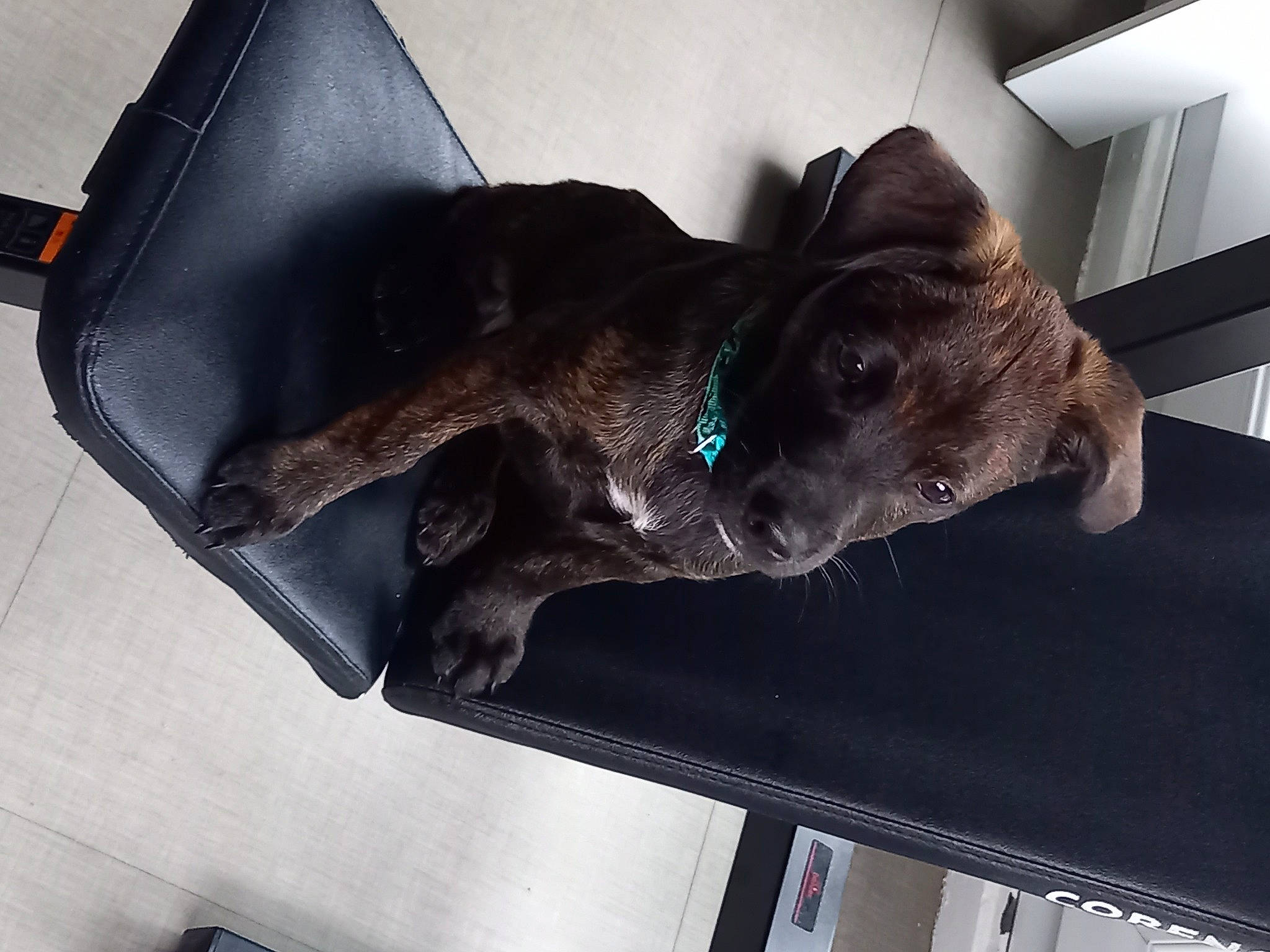 Bob participe au concours pour gagner de l'argent avec cette photo : art, canidae, carnivore, companion_dog, dog, dog_breed, fawn, felidae, jaw, liver, mammal, non_sporting_group, sculpture, small_to_medium_sized_cats, snout, sporting_group, tail, vertebrate, whiskers, working_animal