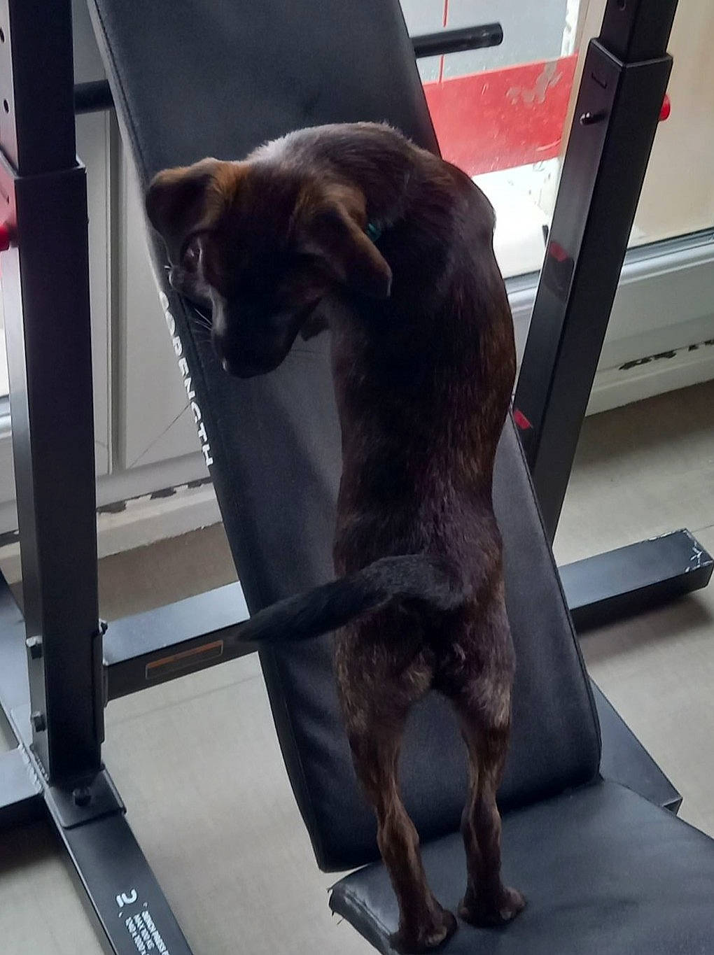 Bob participe au concours pour gagner de l'argent avec cette photo : canidae, carnivore, collar, comfort, companion_dog, dog, dog_breed, fawn, felidae, flooring, fur, liver, metal, pet_supply, small_to_medium_sized_cats, snout, sporting_group, tail, toy_dog, working_animal