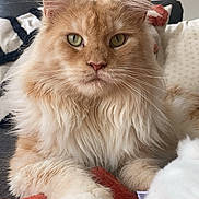 Tokyo a rejoint le concours — aidez-le/la à gagner de superbes lots ! animal, blanket, cat, closeup, couch, cozy, cute, feline, fluffy, fur, green_eyes, home, indoor, orange_cat, pet, portrait, relaxed, resting, whiskers, white_paws
