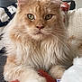 animal, blanket, cat, closeup, couch, cozy, cute, feline, fluffy, fur, green_eyes, home, indoor, orange_cat, pet, portrait, relaxed, resting, whiskers, white_paws