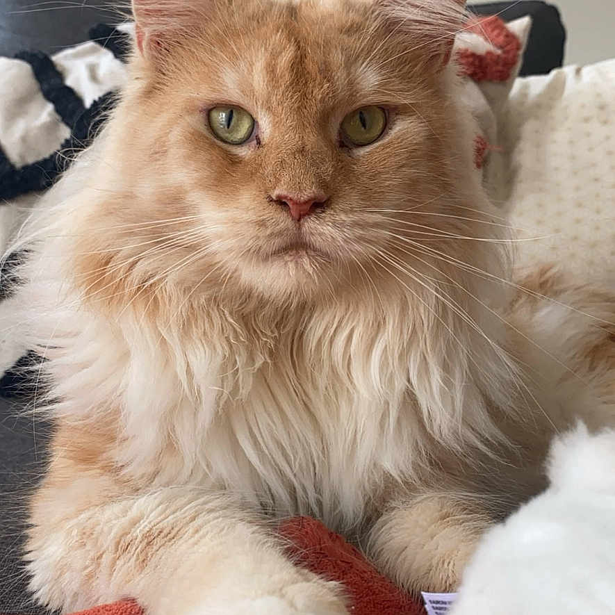 Tokyo a rejoint le concours — aidez-le/la à gagner de superbes lots ! animal, blanket, cat, closeup, couch, cozy, cute, feline, fluffy, fur, green_eyes, home, indoor, orange_cat, pet, portrait, relaxed, resting, whiskers, white_paws