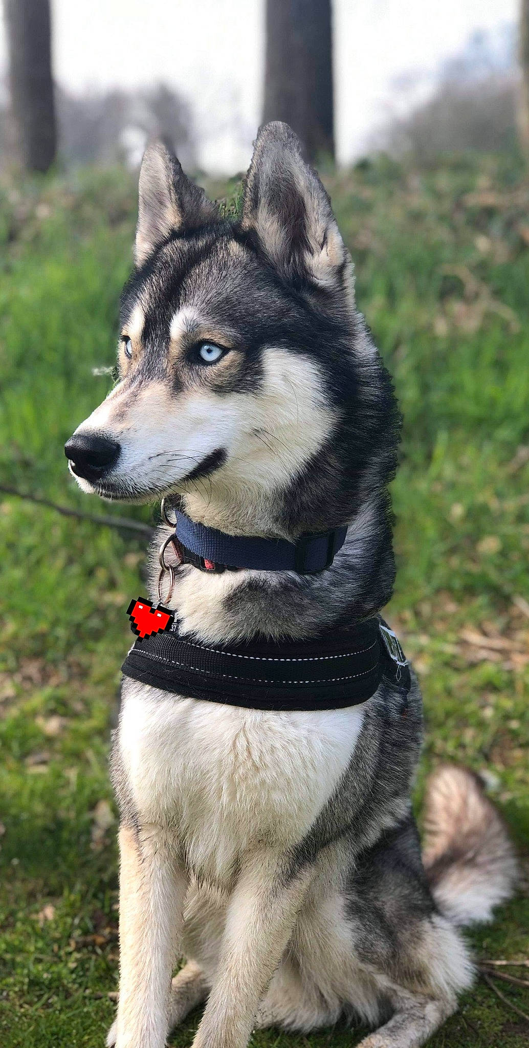 Oural a rejoint le concours — aidez-le/la à gagner de superbes lots ! canadian_eskimo_dog, canidae, carnivore, czechoslovakian_wolfdog, dog, dog_breed, east_siberian_laika, jamthund, mammal, native_american_indian_dog, northern_inuit_dog, saarloos_wolfdog, sakhalin_husky, seppala_siberian_sleddog, siberian_husky, sled_dog, tamaskan_dog, utonagan, vertebrate, wolfdog