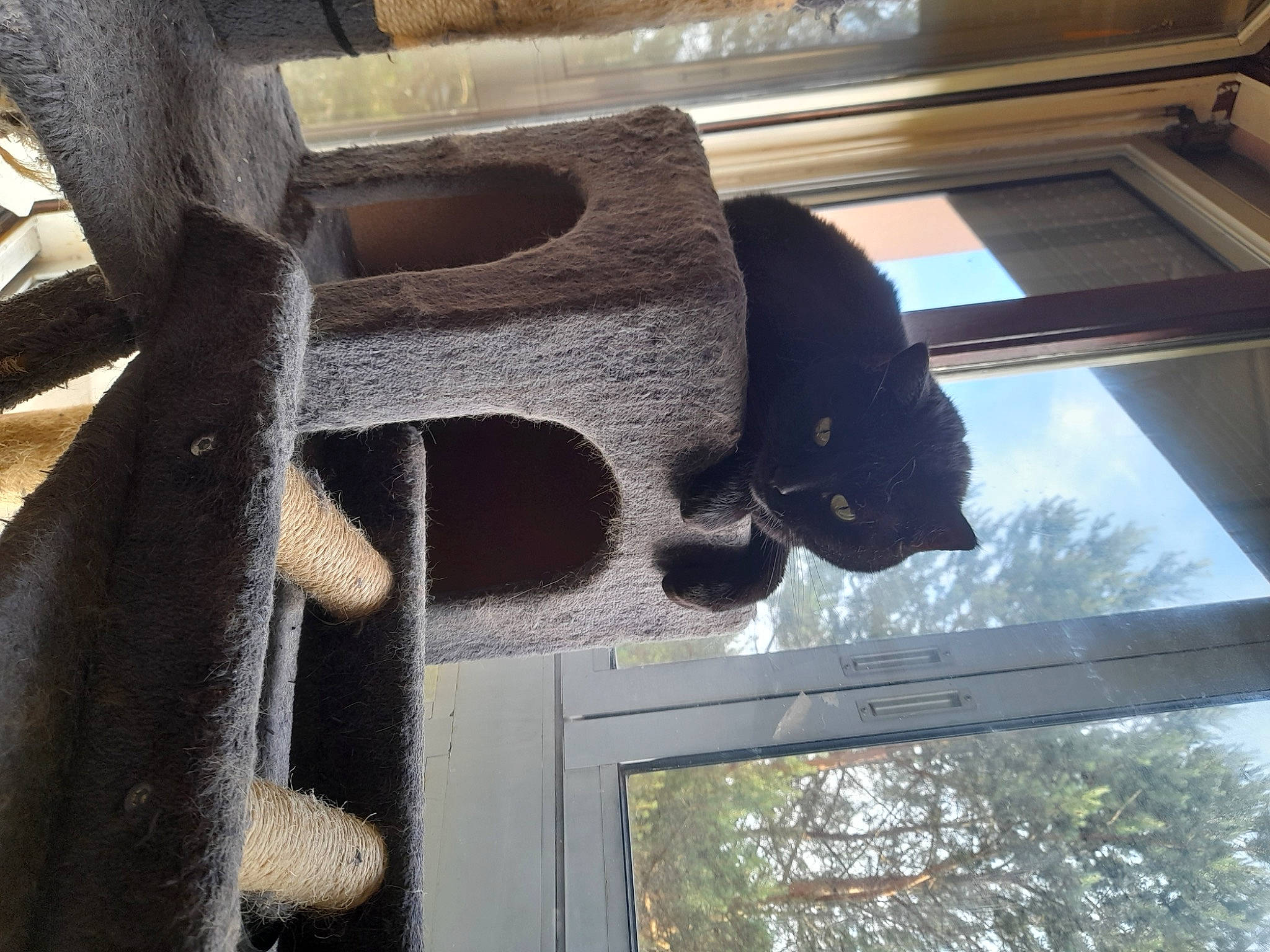 Titi a rejoint le concours — aidez-le/la à gagner de superbes lots ! art, automotive_tire, building, carving, concrete, daylighting, facade, house, line, metal, rock, sash_window, sculpture, snout, statue, tints_and_shades, tree, trunk, window, wood