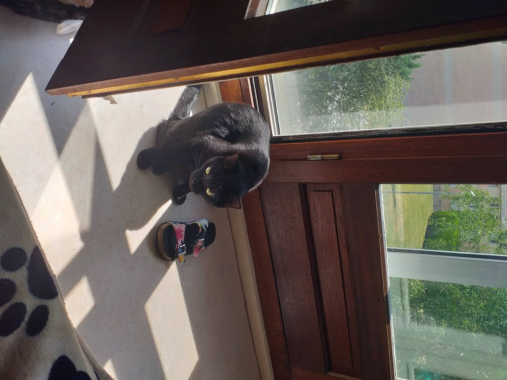 Titi participe au concours pour gagner de l'argent avec cette photo : carnivore, companion_dog, daylighting, dog, dog_breed, door, felidae, flooring, fur, hardwood, home_door, metal, room, sash_window, small_to_medium_sized_cats, sporting_group, tail, window, wood, wood_stain