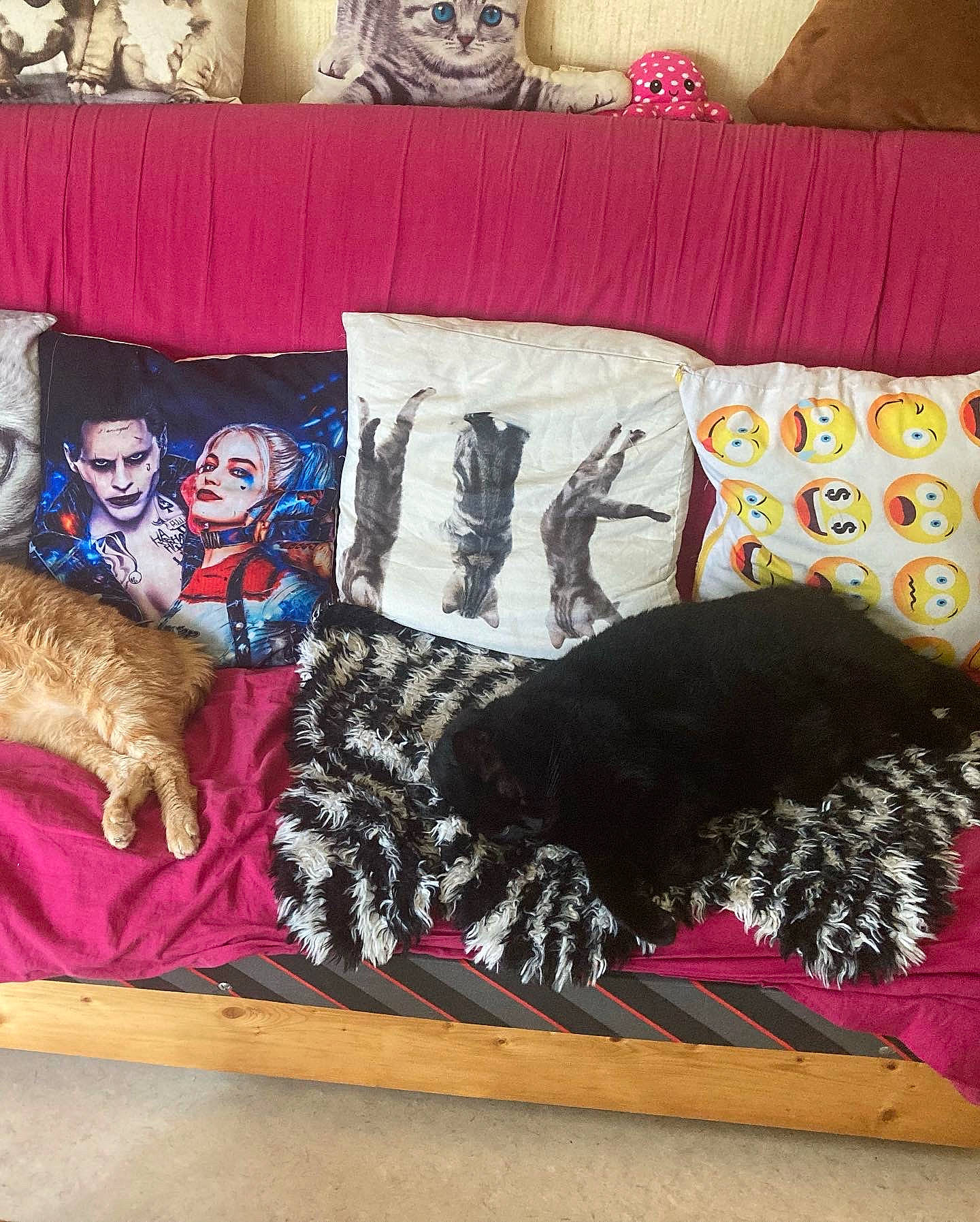 Titi a rejoint le concours — aidez-le/la à gagner de superbes lots ! art, brown, carnivore, comfort, companion_dog, couch, dog_breed, fawn, felidae, fur, linens, magenta, pattern, rectangle, room, small_to_medium_sized_cats, sporting_group, tail, textile, wood