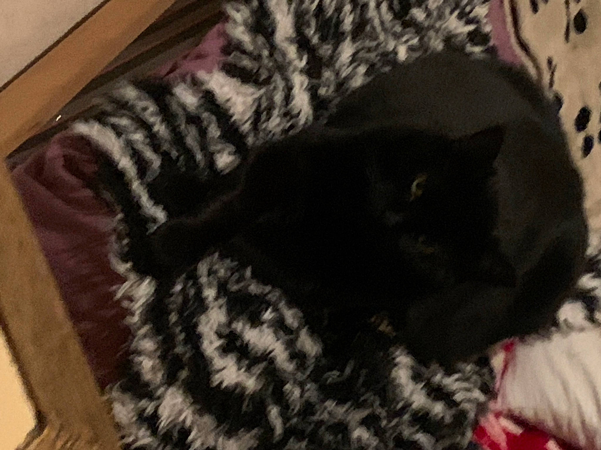 Titi a rejoint le concours — aidez-le/la à gagner de superbes lots ! black_cat, carnivore, cat, comfort, domestic_short_haired_cat, felidae, flooring, fur, grass, grey, linens, pattern, room, small_to_medium_sized_cats, snout, tail, tree, whiskers, wood, wool