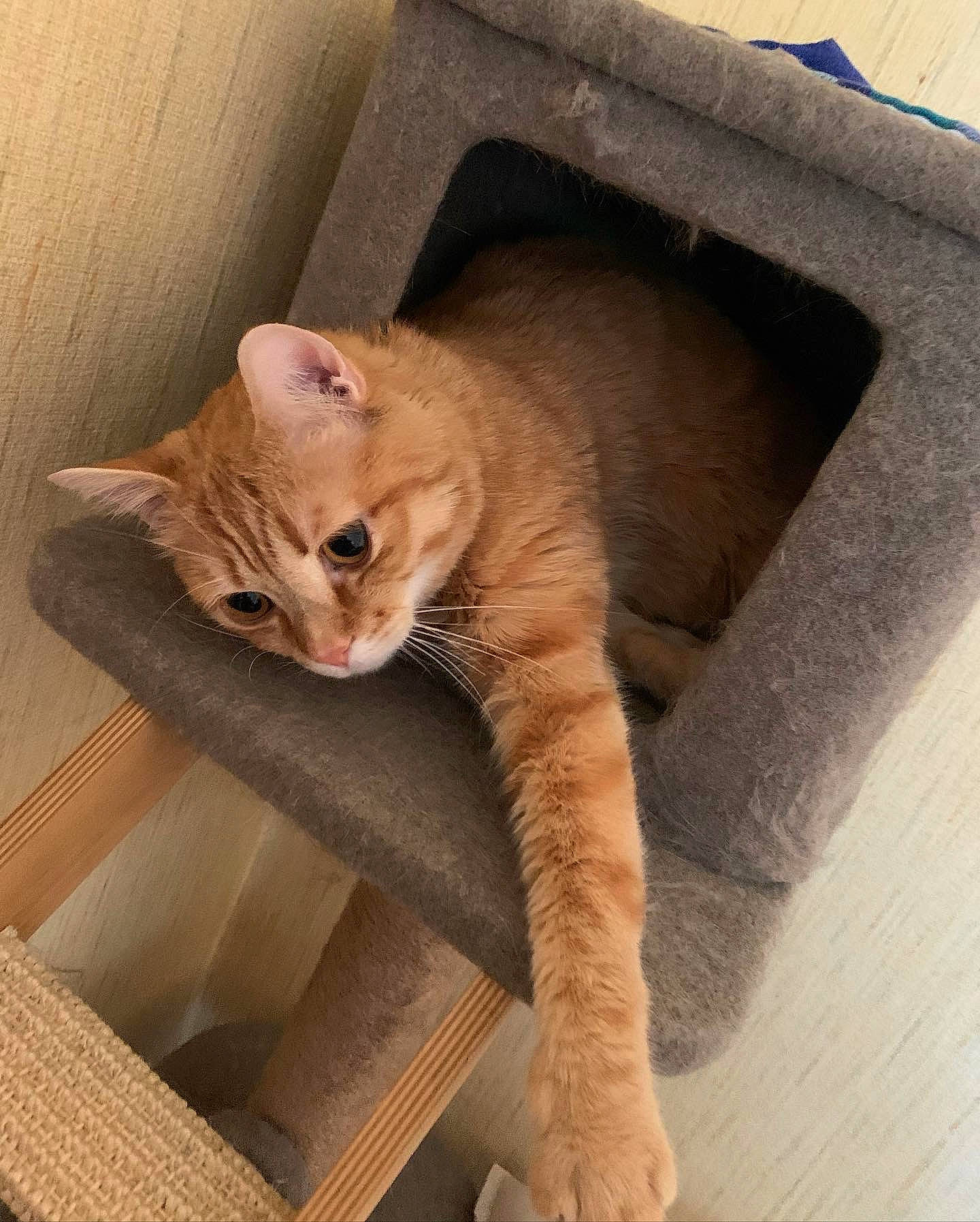 Lucky a rejoint le concours — aidez-le/la à gagner de superbes lots ! box, cardboard, carnivore, cat, cat_supply, claw, comfort, domestic_short_haired_cat, door, fawn, felidae, fur, paw, pet_supply, small_to_medium_sized_cats, snout, tail, whiskers, window, wood