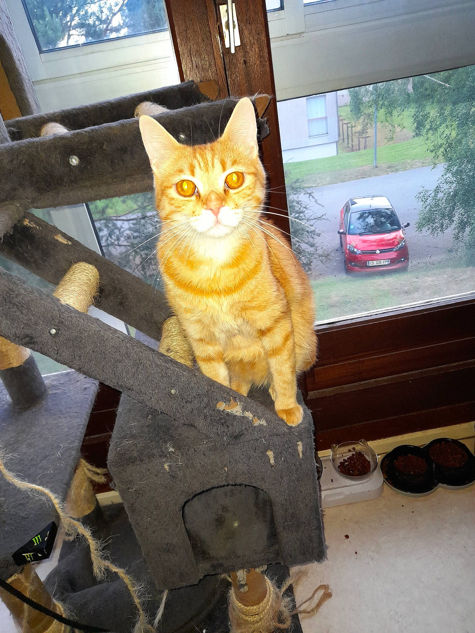 Lucky a rejoint le concours — aidez-le/la à gagner de superbes lots ! car, carnivore, cat, domestic_short_haired_cat, eye, fawn, felidae, paw, plant, road_surface, small_to_medium_sized_cats, snout, tail, tints_and_shades, tire, tree, wheel, whiskers, window, wood