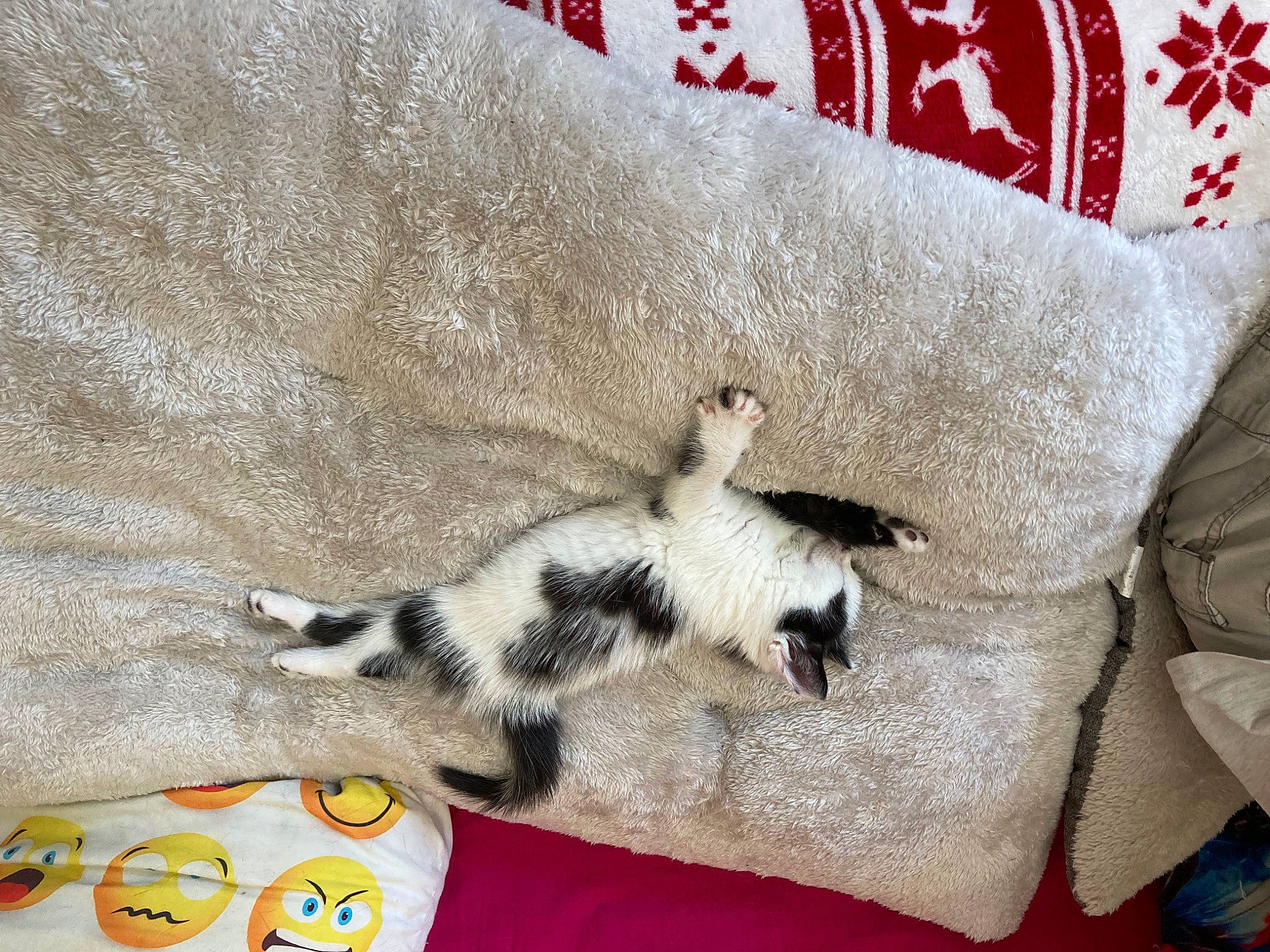 Princesse participe au concours pour gagner de l'argent avec cette photo : canidae, carnivore, cat, claw, comfort, companion_dog, dog_breed, domestic_short_haired_cat, duvet, fawn, felidae, fur, grey, linens, paw, sleeve, small_to_medium_sized_cats, sporting_group, tail, whiskers