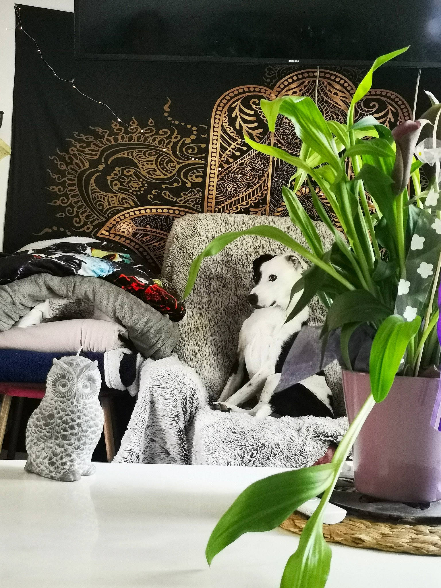 Kaila a rejoint le concours — aidez-le/la à gagner de superbes lots ! art, carnivore, comfort, couch, dog, felidae, fur, furniture, grass, green, houseplant, interior_design, lamp, linens, living_room, pillow, plant, room, studio_couch, table