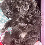 Versace a rejoint le concours — aidez-le/la à gagner de superbes lots ! bed, bedding, belly_up, blanket, cat, close_up, cozy, fluffy, fur, gray_cat, indoor, long_haired, nap, paws, pet, pink_wall, relaxed, sleeping, tail, whiskers