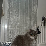 Versace a rejoint le concours — aidez-le/la à gagner de superbes lots ! cat, pet, indoor, curtain, window, radiator, tile_floor, blanket, flash, glowing_eyes, grey_fur, sitting, whiskers, portrait, home_interior, photography, night, leash, floor, cozy