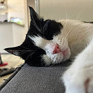 Hermès participe au concours pour gagner de l'argent avec cette photo : cat, tuxedo_cat, sleeping, nap, close_up, whiskers, pink_nose, fur, paw, indoor, home, couch, furniture, blurred_background, shallow_depth_of_field, portrait, cozy, domestic_animal, whisker_detail, black_and_white