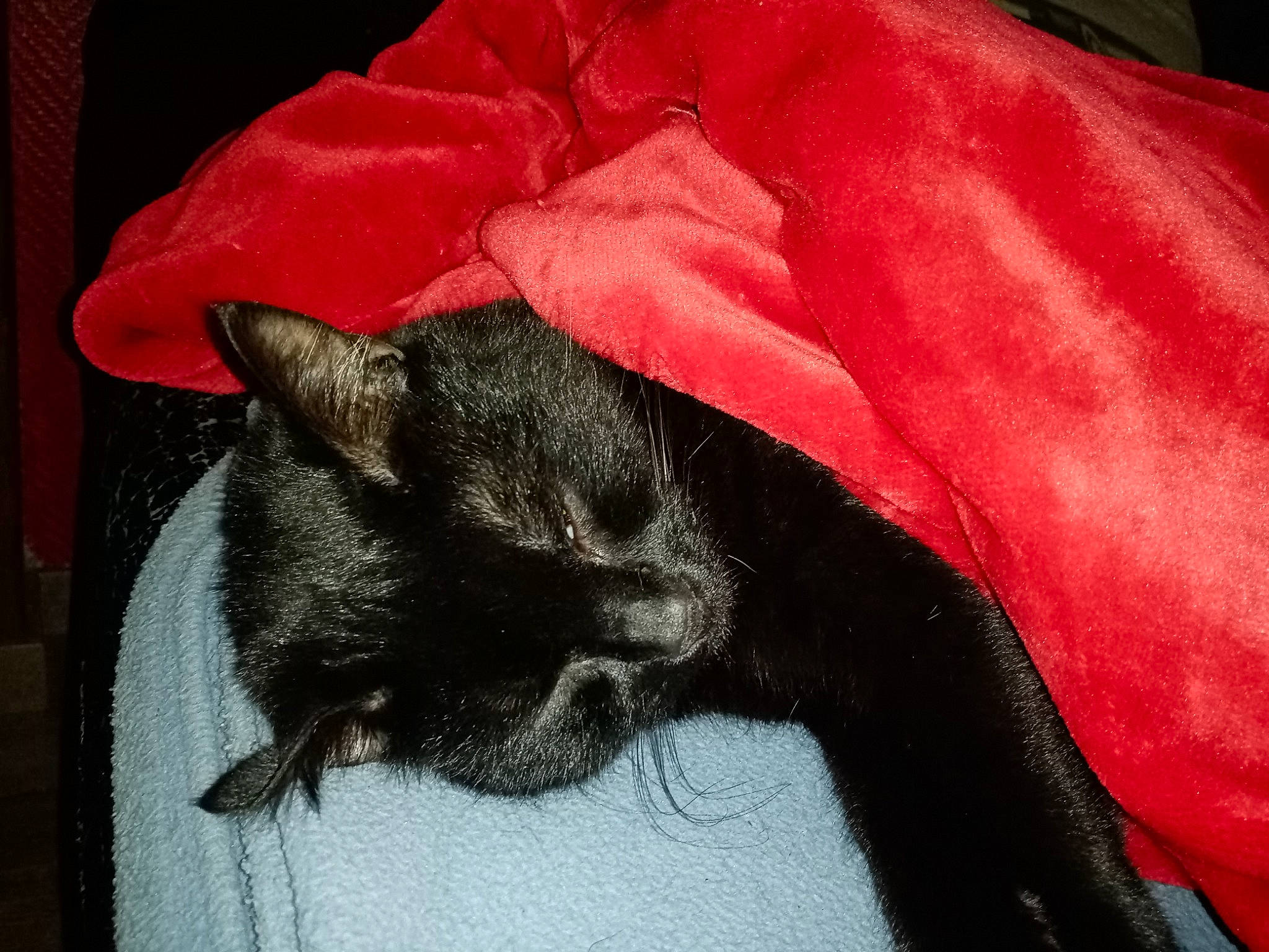 Titi a rejoint le concours — aidez-le/la à gagner de superbes lots ! black_cat, bombay, carnivore, cat, claw, comfort, felidae, fur, linens, small_to_medium_sized_cats, snout, tail, terrestrial_animal, velvet, vertebrate, whiskers