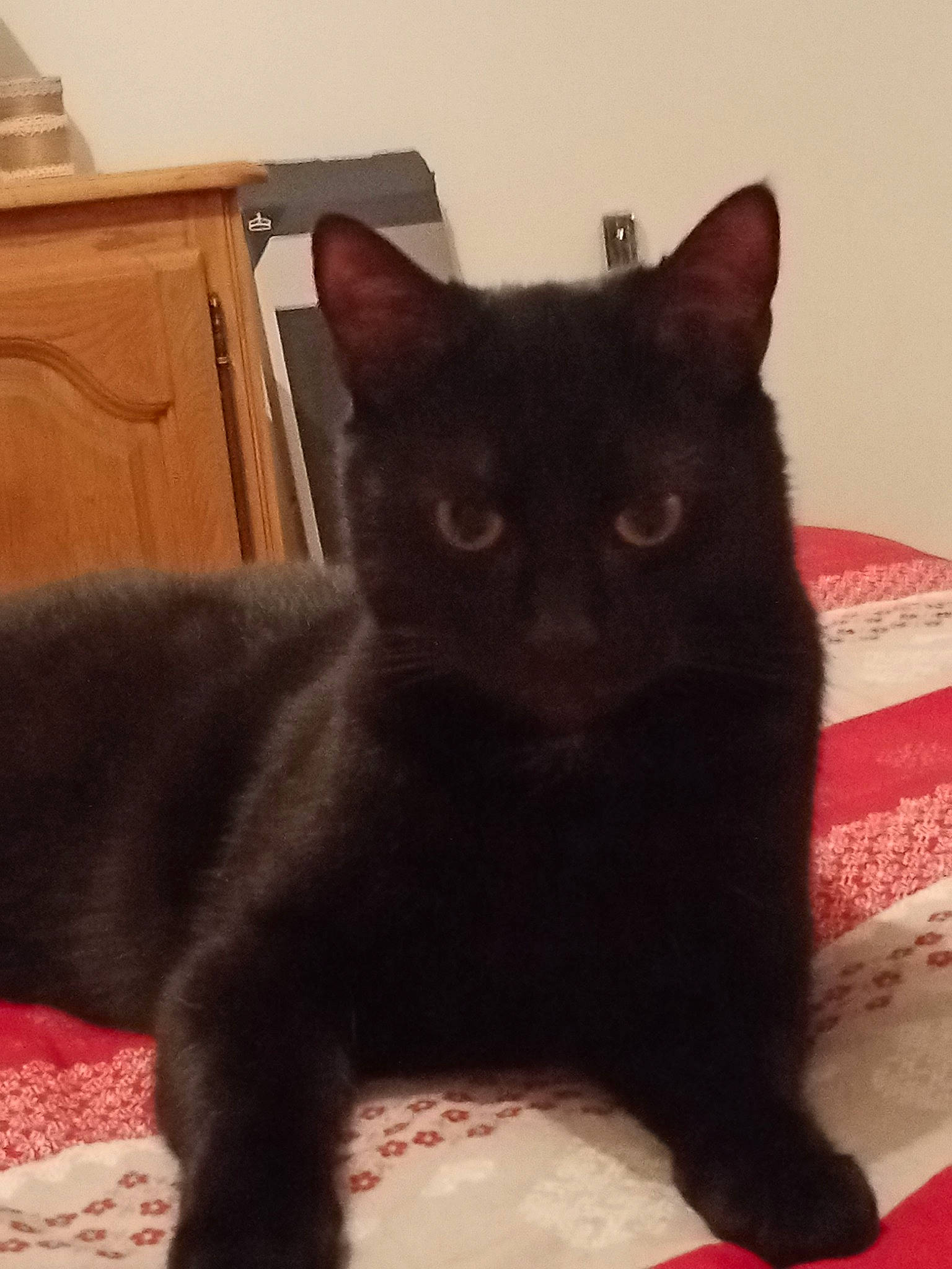 Titi a rejoint le concours — aidez-le/la à gagner de superbes lots ! black_cat, bombay, cabinetry, carnivore, cat, comfort, domestic_short_haired_cat, felidae, fur, home_accessories, linens, mammal, pet_supply, small_to_medium_sized_cats, snout, terrestrial_animal, varnish, vertebrate, whiskers, wood_stain