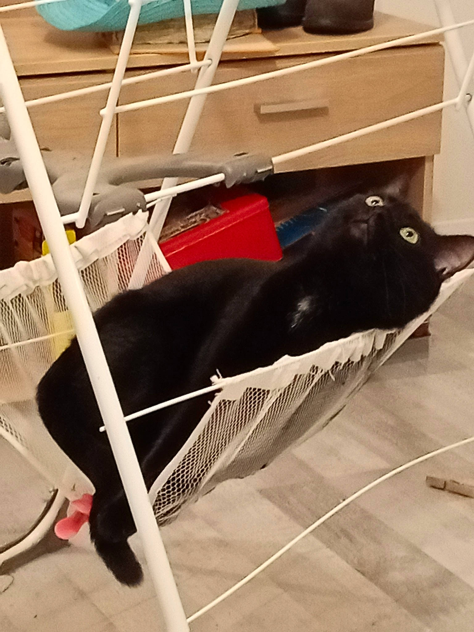 Titi participe au concours pour gagner de l'argent avec cette photo : animal_shelter, baggage, black_cat, bombay, box, cabinetry, cage, carnivore, cat, chest_of_drawers, collar, dog_supply, felidae, fur, mesh, pet_supply, small_to_medium_sized_cats, snout, vertebrate, whiskers