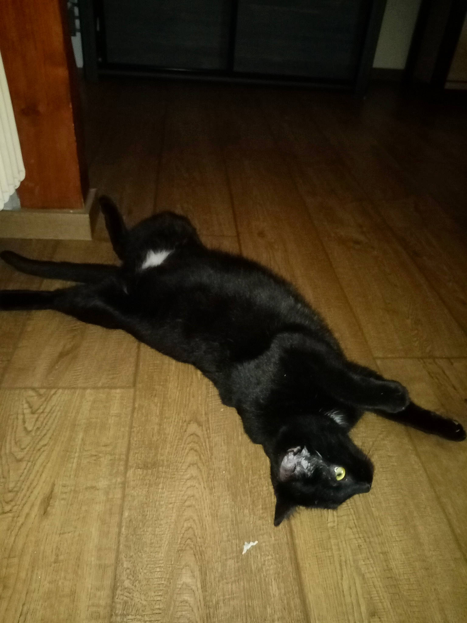 Titi a rejoint le concours — aidez-le/la à gagner de superbes lots ! black, black_cat, carnivore, cat, claw, felidae, floor, flooring, fur, hardwood, laminate_flooring, paw, plywood, tail, terrestrial_animal, varnish, wood, wood_flooring, wood_stain