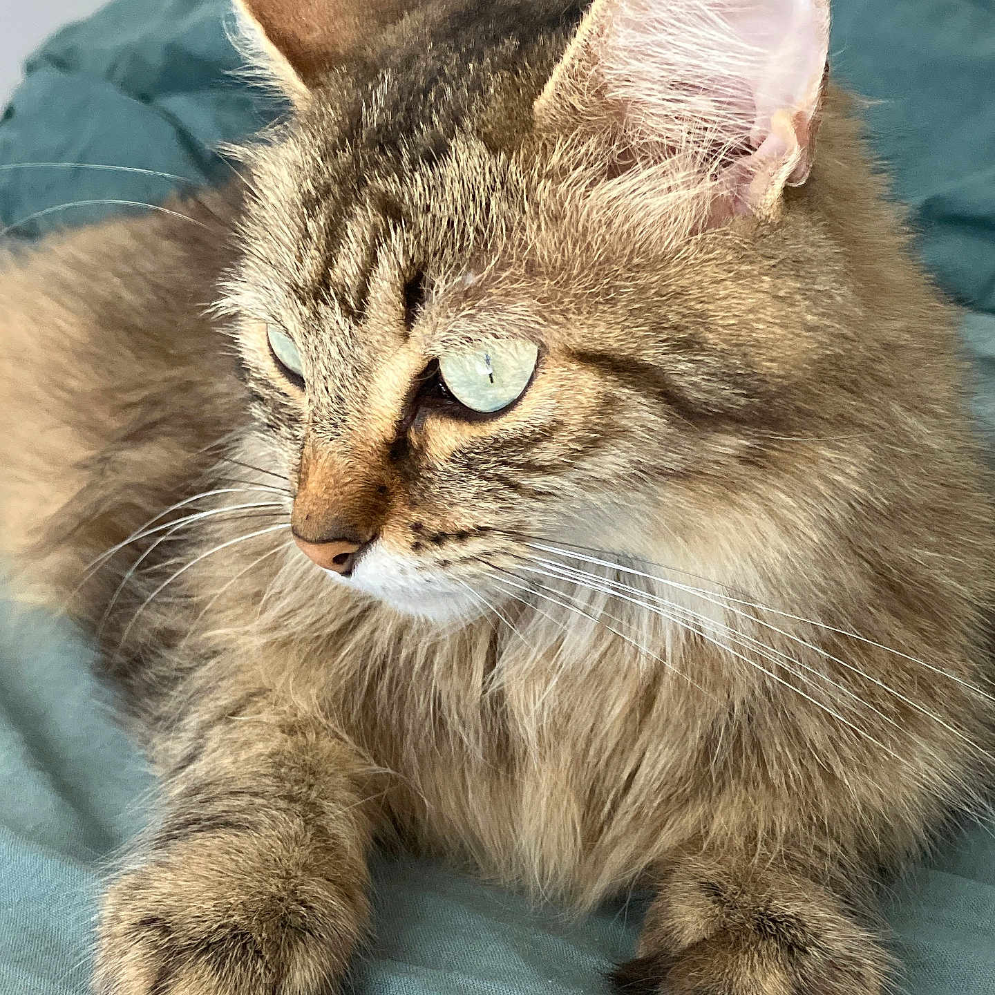 Mei participe au concours pour gagner de l'argent avec cette photo : cat, tabby, fluffy, fur, whiskers, blue_eyes, pet, animal, indoor, relaxed, closeup, portrait, paw, bed, blanket, feline, cute, mammal, domestic, sleepy