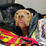 Frankie joined the competition — help win amazing prizes! dog, pitbull, blanket, cozy, indoor, portrait, pet, bedding, fur, muzzle, nose, tongue, wrinkled_face, photography, blanket_pattern, couch, thumbnail, screenshot, timestamp, app_ui