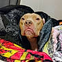 dog, pitbull, blanket, cozy, indoor, portrait, pet, bedding, fur, muzzle, nose, tongue, wrinkled_face, photography, blanket_pattern, couch, thumbnail, screenshot, timestamp, app_ui