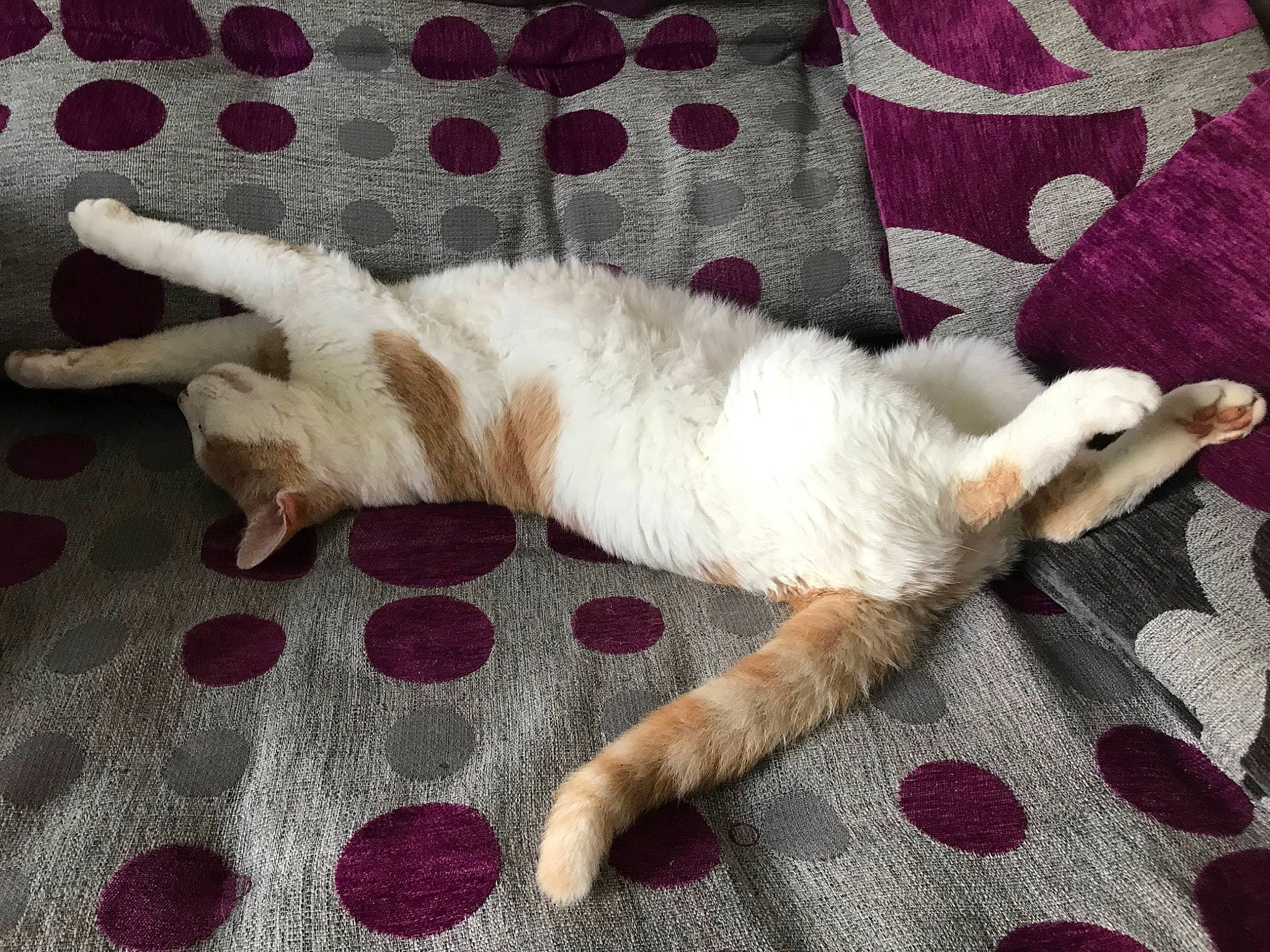 Mimo participe au concours pour gagner de l'argent avec cette photo : carnivore, cat, claw, comfort, companion_dog, couch, domestic_short_haired_cat, fawn, felidae, flooring, foot, fur, linens, nap, paw, small_to_medium_sized_cats, tail, textile, vehicle, whiskers