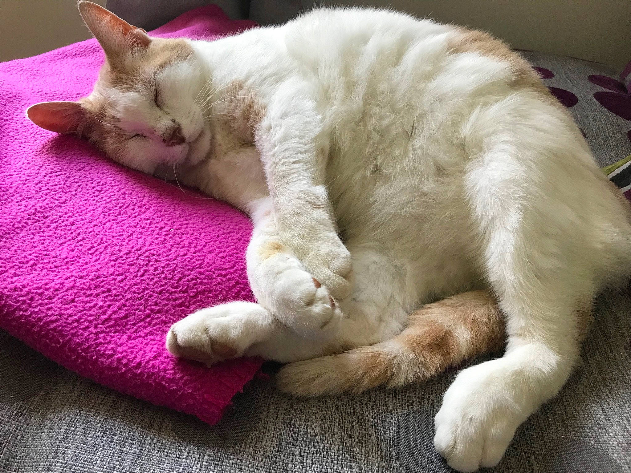 Irma a rejoint le concours — aidez-le/la à gagner de superbes lots ! carnivore, cat, claw, comfort, domestic_short_haired_cat, fawn, felidae, fur, magenta, nap, paw, sleep, small_to_medium_sized_cats, snout, tail, terrestrial_animal, whiskers