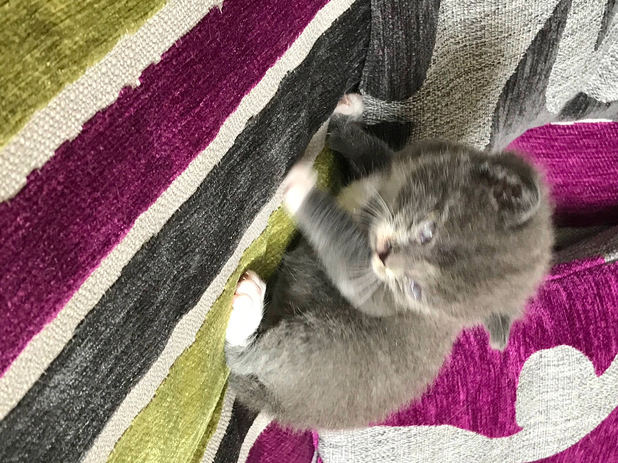 Lenn participe au concours pour gagner de l'argent avec cette photo : carnivore, cat, creative_arts, domestic_short_haired_cat, fawn, felidae, fur, grey, linens, magenta, pattern, paw, rectangle, small_to_medium_sized_cats, snout, tail, whiskers, window, wool, woven_fabric