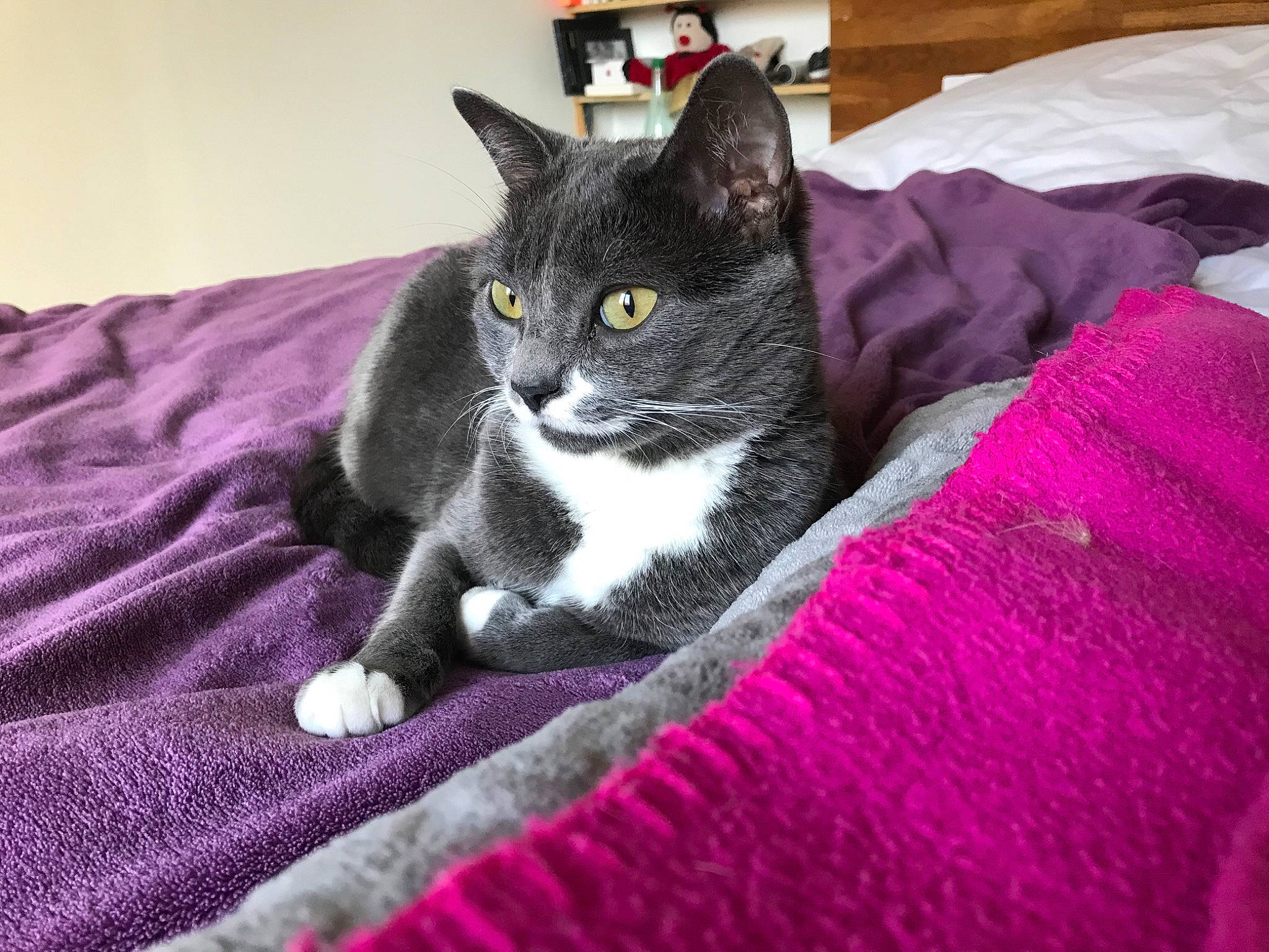 Lenn a rejoint le concours — aidez-le/la à gagner de superbes lots ! black_cat, carnivore, cat, cat_supply, comfort, domestic_short_haired_cat, felidae, fur, grey, linens, magenta, pattern, purple, room, small_to_medium_sized_cats, snout, tail, textile, whiskers, woven_fabric