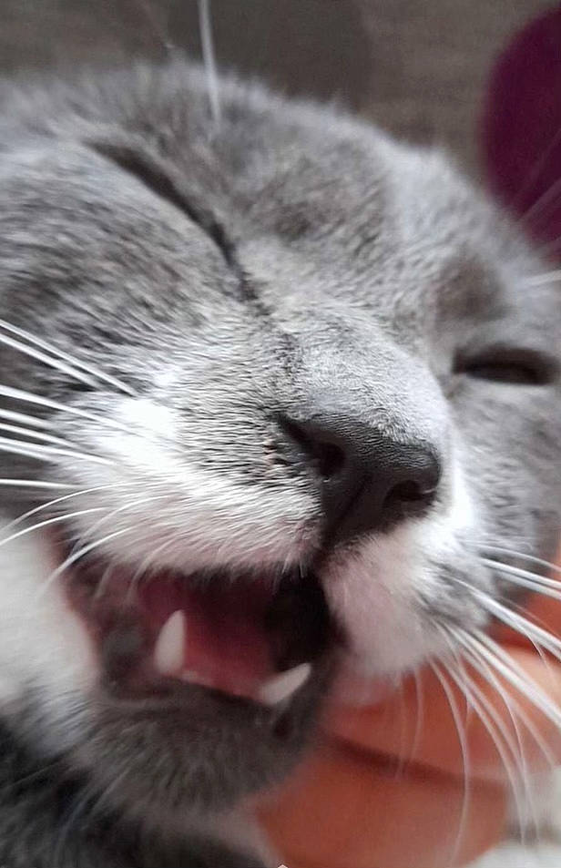 Lenn participe au concours pour gagner de l'argent avec cette photo : carnivore, cat, close_up, comfort, domestic_short_haired_cat, ear, fang, felidae, fur, grey, monochrome_photography, nose, paw, photography, small_to_medium_sized_cats, snout, terrestrial_animal, whiskers, wildlife