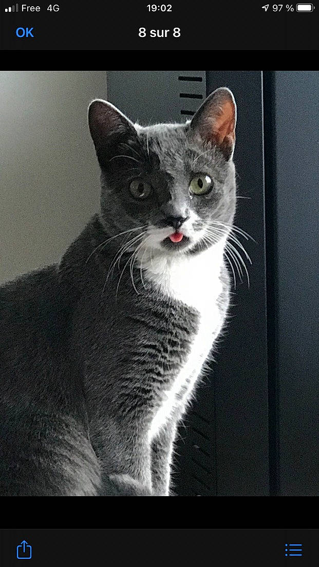 Lenn a rejoint le concours — aidez-le/la à gagner de superbes lots ! carnivore, cat, curious, darkness, domestic_short_haired_cat, eye, felidae, fur, grey, head, human_body, monochrome, monochrome_photography, paw, photo_caption, small_to_medium_sized_cats, snout, tail, whiskers, window