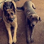 Carmen And Malcolm is registered to the contest to win money with this photo: accessories, animal, architecture, building, canine, couch, dog, furniture, germanshepherd, hardwood, hound, husky, indoors, labradorretriever, leash, pet, policedog, puppy, strap, wood