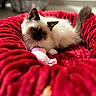 Naïa participe au concours pour gagner de l'argent avec cette photo : animal, blue_eyes, cat, color_point, cozy, cute, dark_ears, dark_face, fluffy, indoor, kitten, longhaired, lying_down, pet, plush_toy, portrait, red_blanket, sitting, sleepy, white_fur