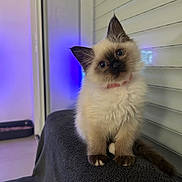 Naïa a rejoint le concours — aidez-le/la à gagner de superbes lots ! animal, blue_eyes, blue_light, cat, chair, collar, color_point, cute, fluffy, furniture, head_tilt, indoors, kitten, long_hair, pet, portrait, purple_light, sitting, wall, window