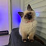animal, blue_eyes, blue_light, cat, chair, collar, color_point, cute, fluffy, furniture, head_tilt, indoors, kitten, long_hair, pet, portrait, purple_light, sitting, wall, window