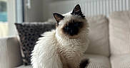 Naïa a rejoint le concours — aidez-le/la à gagner de superbes lots ! black_and_white, blue_eyes, cat, couch, cushion, fluffy, fur, home_decor, indoors, living_room, long_hair, natural_light, pet, portrait, radiator, relaxed, siamese_cat, sitting, sofa, window