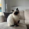 black_and_white, blue_eyes, cat, couch, cushion, fluffy, fur, home_decor, indoors, living_room, long_hair, natural_light, pet, portrait, radiator, relaxed, siamese_cat, sitting, sofa, window