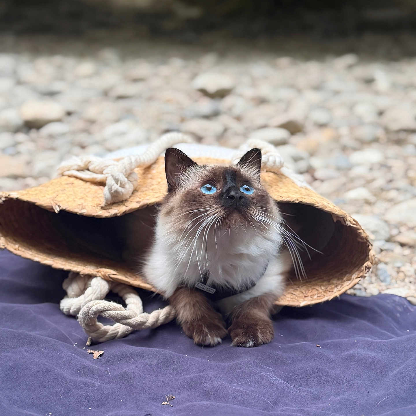 Naïa