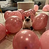 Naïa participe au concours pour gagner de l'argent avec cette photo : animal, balloons, cat, celebration, chair, floor, fluffy, furniture, glass_shelves, home, indoor, kitten, living_room, party, pet, pink_balloons, playful, portrait, siamese_cat, sitting